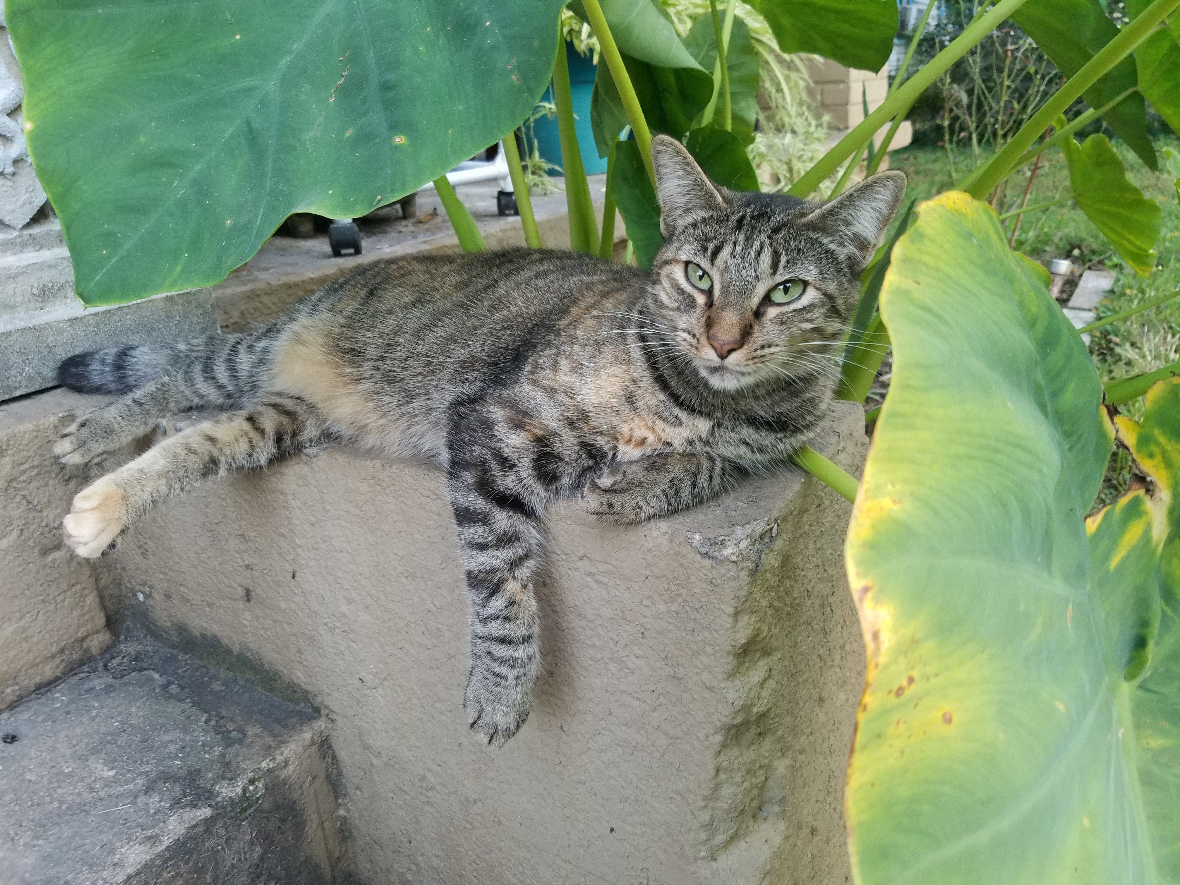 Fiona the cat chillin on the porch stairs